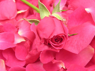 Image showing Single pink petals and one rose as background