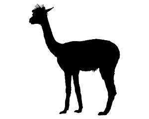 Image showing Guanaco silhouette