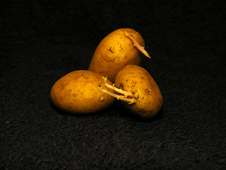 Image showing Potato 2