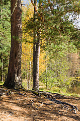 Image showing Autumn landscape in the forest