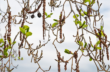 Image showing Alder branches with buds and leaves on a sky background. Spring 