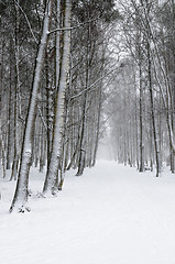 Image showing Snow covered tree trunks. Winter alley  