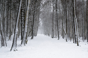 Image showing Snow covered tree trunks. Winter alley  