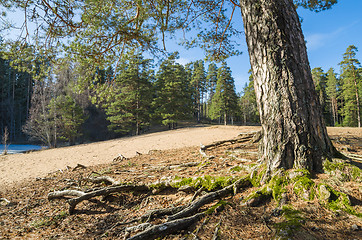 Image showing Spring landscape in a Baltic wood