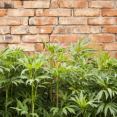 Image showing green plant near the wall