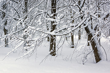 Image showing Trees in snow in winter