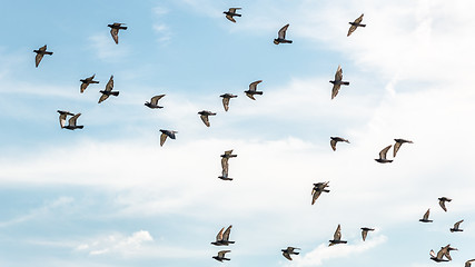 Image showing Pigeons in mid flight