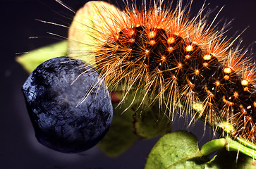 Image showing Scarce dagger, Caterpillar on bilberry sprigs. Acronicta auricona.