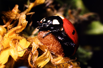 Image showing Ladybug on cocoon of Perilitus. Coccinella septempunctata.