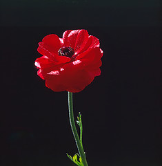 Image showing Red Tulip