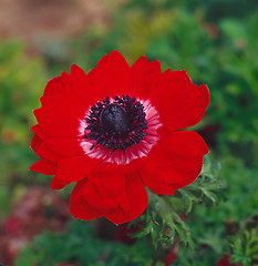 Image showing Flowers