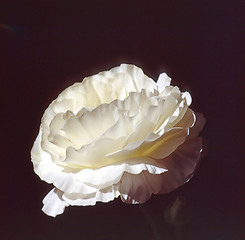 Image showing Whize rose