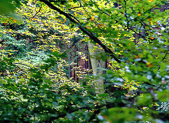 Image showing Autumn Forest