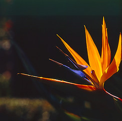 Image showing Bird of Paradise