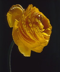 Image showing Yellow Rose