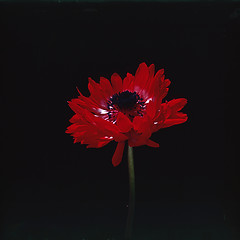 Image showing Flower