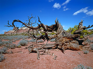 Image showing Juniper tree