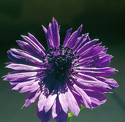 Image showing Flower