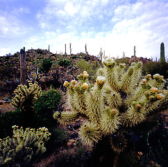 Image showing Spring in desert