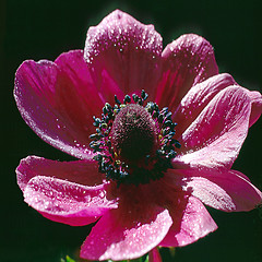 Image showing Anemone