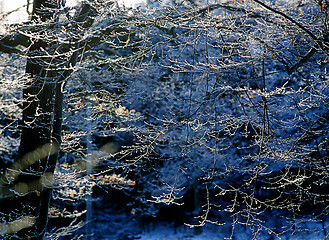 Image showing Winter Forest