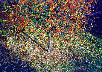 Image showing Autumn in park