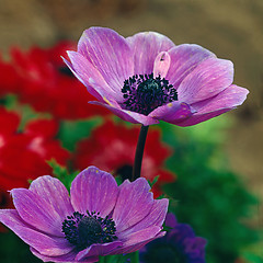 Image showing Flowers