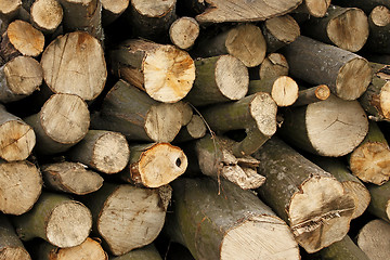 Image showing Pile of hornbeam chopped logs close-up