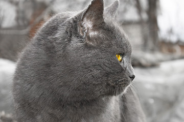 Image showing Gray Mature cat outdoors