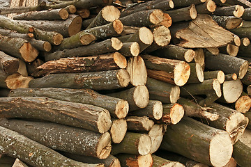 Image showing Pile of hornbeam chopped logs