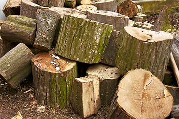 Image showing Pile of big hornbeam chopped logs