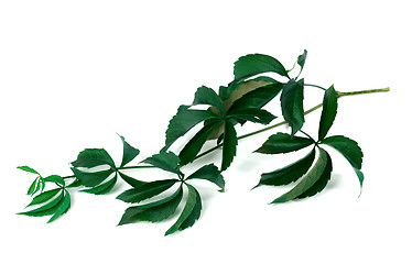 Image showing Branch of green grapes leaves (Parthenocissus quinquefolia folia