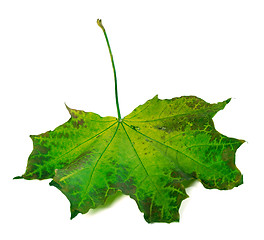 Image showing Maple leaf on white background
