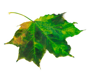 Image showing Multicolor maple leaf on white background