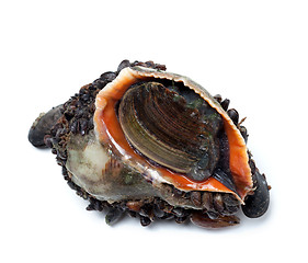 Image showing Veined rapa whelk overgrown with mussels