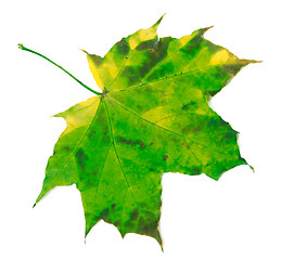 Image showing Green yellowed maple leaf
