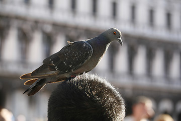 Image showing Piazza San Marco - Venezia