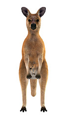 Image showing Red Kangaroo with Baby