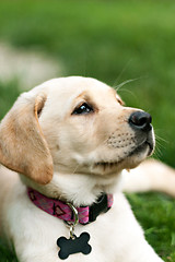 Image showing Cute Yellow Lab Puppy