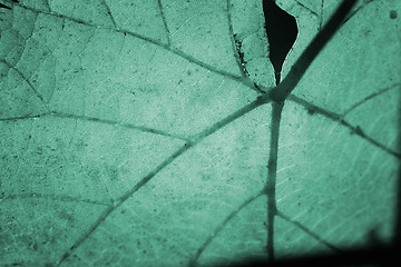 Image showing Beautiful background leaf