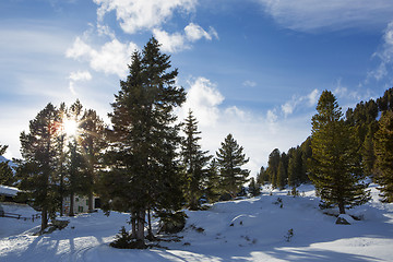 Image showing Green fir trees in the Austrian Alps
