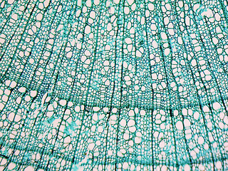 Image showing Tilia stem micrograph