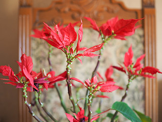 Image showing Poinsettia Christmas star