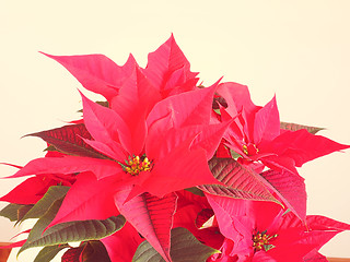 Image showing Poinsettia Christmas star