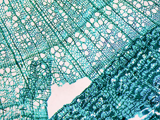 Image showing Tilia stem micrograph