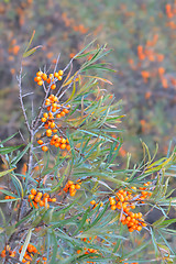 Image showing sea-buckthorn