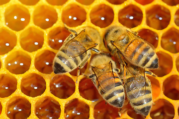 Image showing  working bees on honey cells