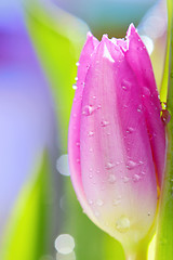 Image showing one tulip and drops