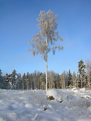 Image showing Snow 9