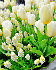 Image showing Muscari botryoides and tulips